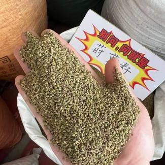 New crop cheap price dill seed