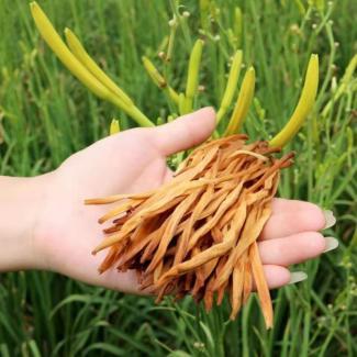 Wholesale new crop Chinese dried lily