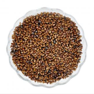 Cassia seed