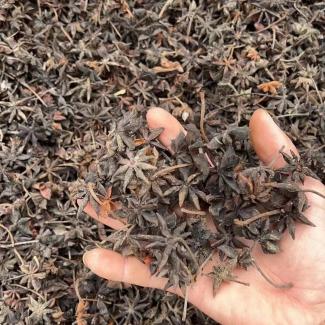 black star anise